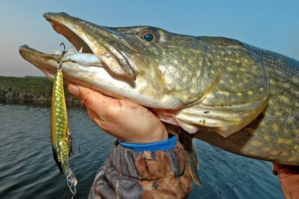 Файл:Щука спиннингом на воблер.jpg