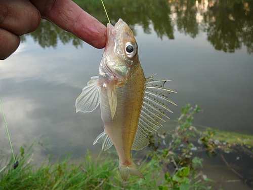 Файл:Ловля ерша.jpg