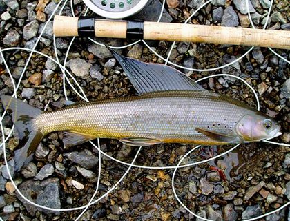 Файл:Ловля хариуса.jpg