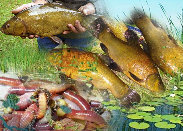 Файл:Наживки и насадки на линя.jpg