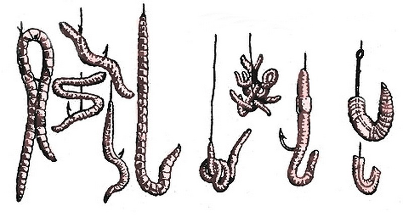 Файл:Навозный червь на крючке.jpg