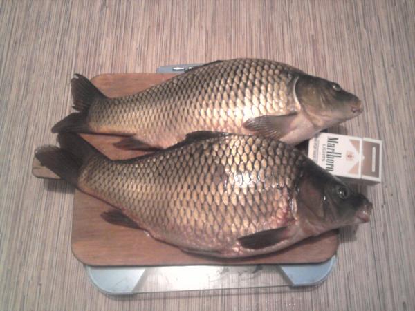 Файл:Результаты при ловле на зиг риг 1.jpg