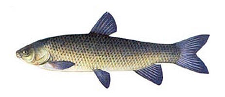 Файл:Белый Амур.jpg