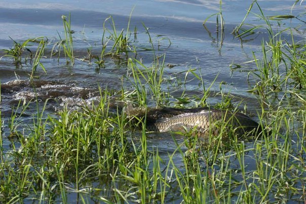 Файл:Нерест карпа.jpg