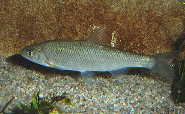 Файл:Елец в водоеме.jpg