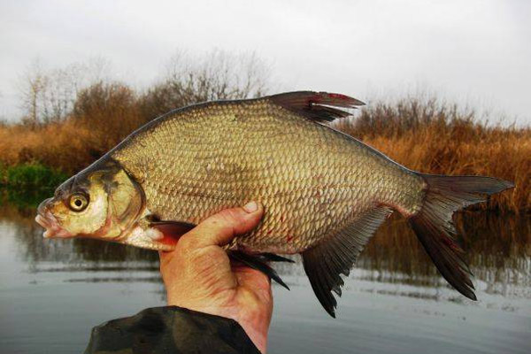 Файл:Ловля леща.jpg