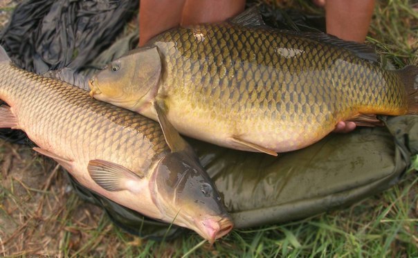 Файл:Два карпа.jpg