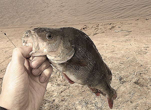 Файл:Красивое фото окуня (1).jpg