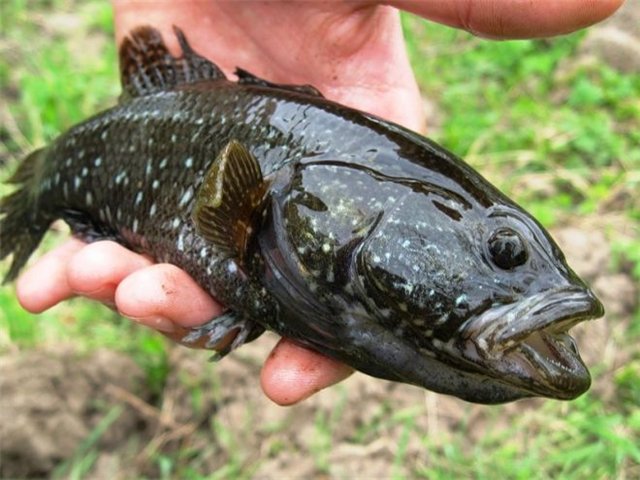 Файл:Ловля ротана.jpg