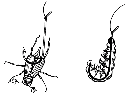 Файл:Майский жук и его личинка на крючке.png