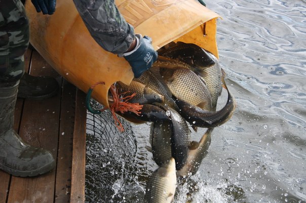 Файл:Зарыбление водоема карпами.jpg