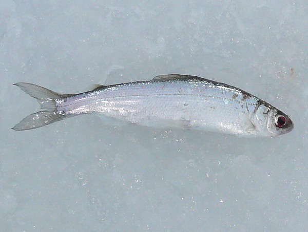 Файл:Переславская ряпушка.jpg