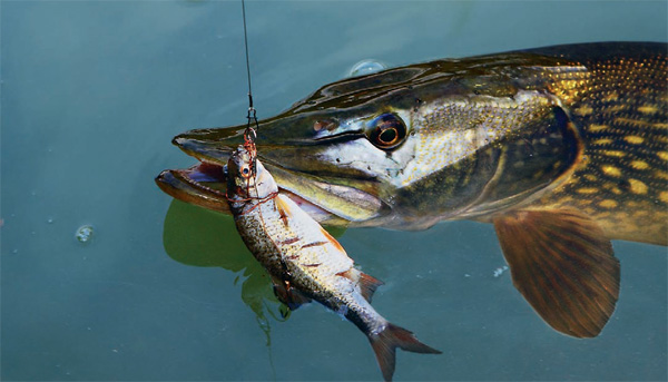 Файл:Ловля щуки на живца.jpg