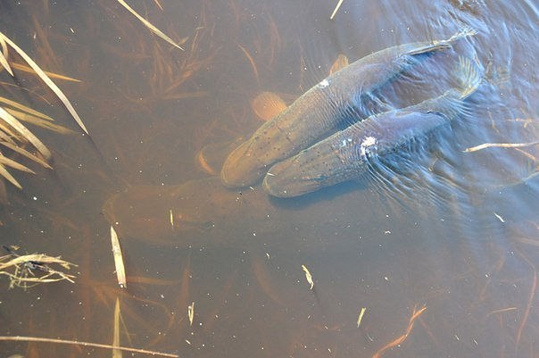 Файл:Щука на нересте.jpg