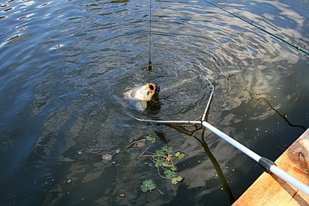 Файл:Применение подсака.jpg