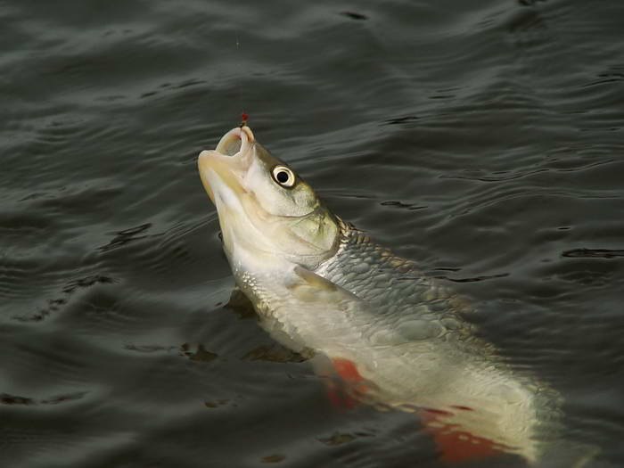 Файл:Красивое фото вываживания голавля.jpg
