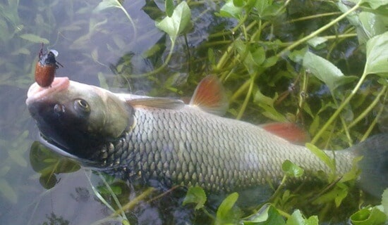 Файл:Ловля на майского жука.jpg