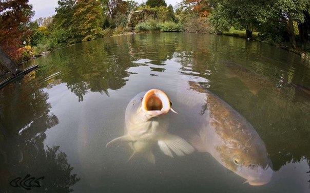 Файл:Голодный карп.jpg