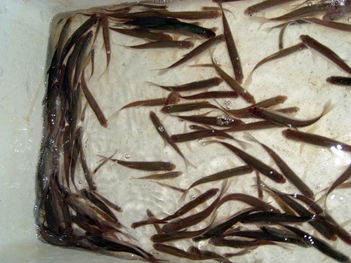 Файл:Хранение живца.jpg