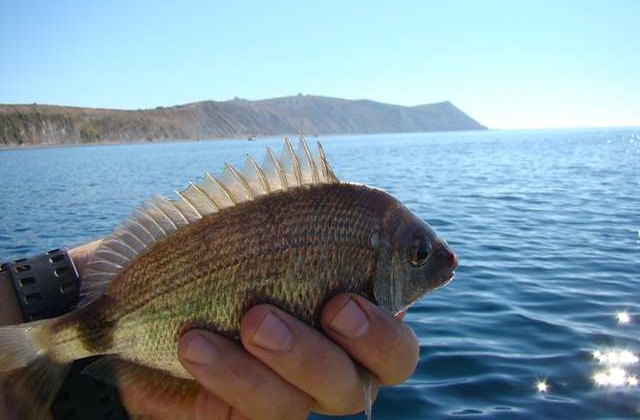 Файл:Морская рыбалка в Краснодарском крае.jpg