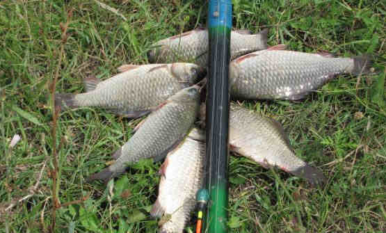 Файл:Рыбалка маховой удочкой.jpg