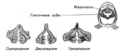 Файл:Строение глоточных зубов у рыб.jpg