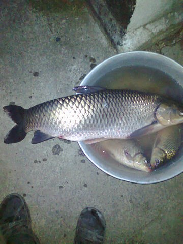 Файл:Белый амур в ведре.jpg