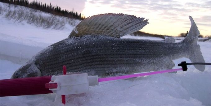 Файл:Ловля хариуса зимой.jpg