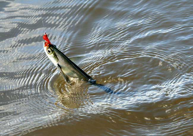 Файл:Ловля чехони.jpg