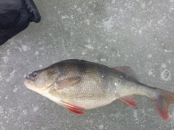 Файл:Окунь на 600 грамм.jpg