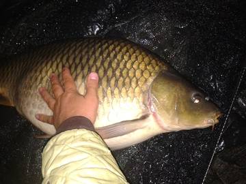 Файл:Результаты при ловле на зиг риг 5.jpg