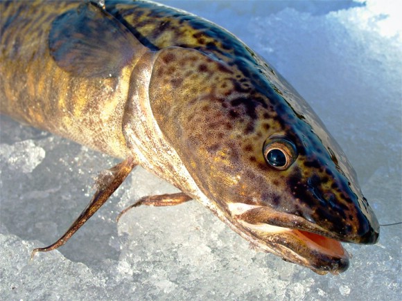 Файл:Ловля налима в Исети.jpg