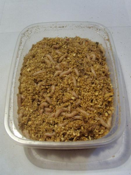 Файл:Хранение опарыша.jpg