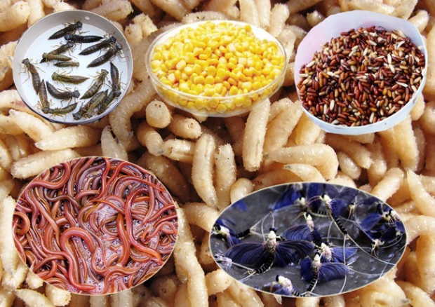 Файл:Насадки и наживки для красноперки.jpg