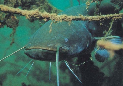 Файл:Образ жизни сома.jpg