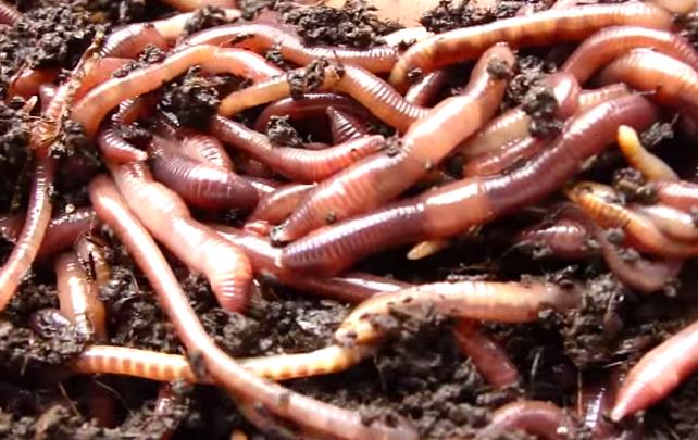 Файл:Калифорнийский червь.jpg