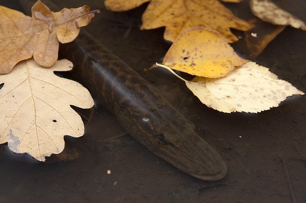 Файл:Осенняя щука.jpg