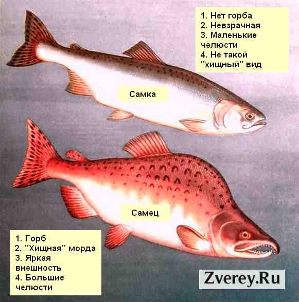 Файл:Внешний вид горбуши.jpg