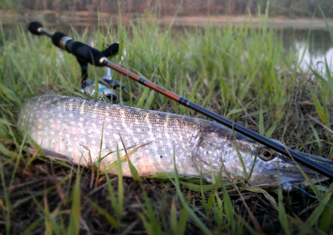Файл:Щука на спиннинг.jpg