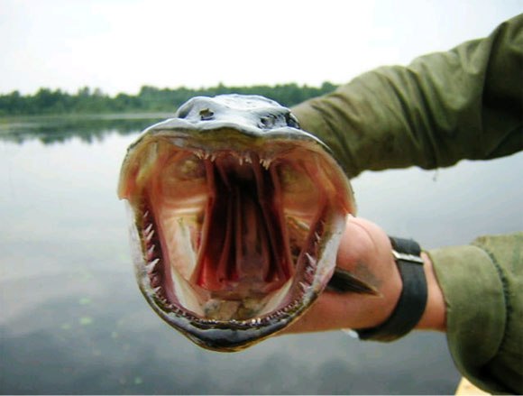 Файл:Щука хищник.jpg