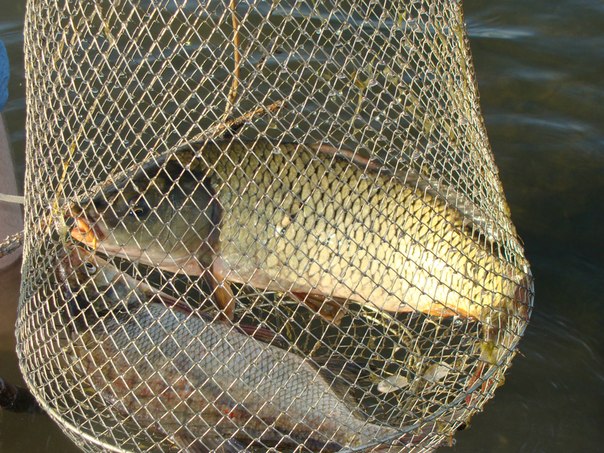 Файл:Карп в садке.jpg