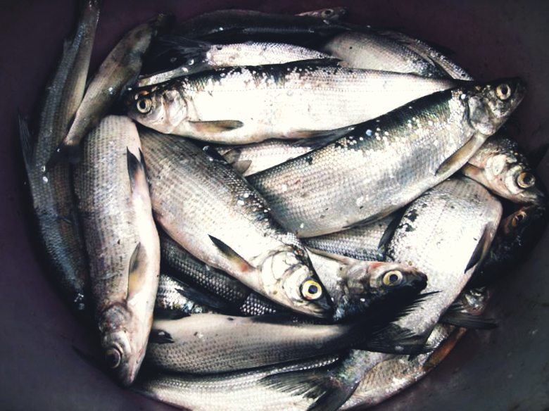 Файл:Рыба пелядь (сырок).jpg