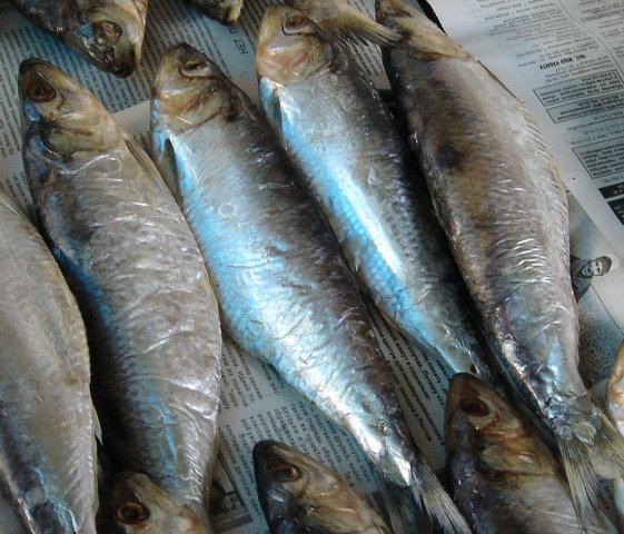 Файл:Рыба сельдь.jpg