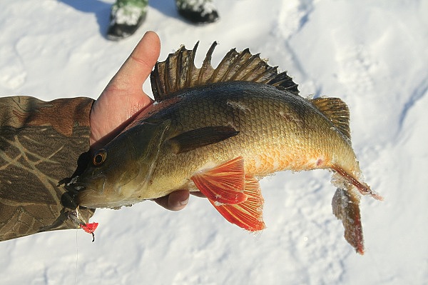 Файл:Рыбалка в Ханты-Мансийске.jpg