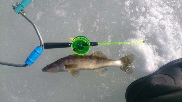 Файл:Зимний судак весом около 500 гр.jpg