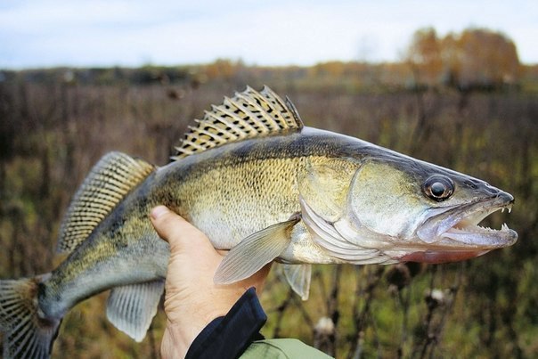 Файл:Красавец судак.jpg