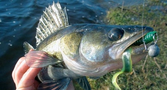 Файл:Ловля судака на виброхвост.jpg