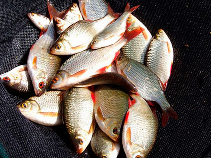 Файл:Ловля тарани.png