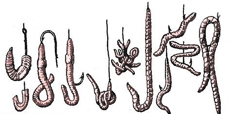 Файл:Земляной червь на крючке, способы наживления.jpg