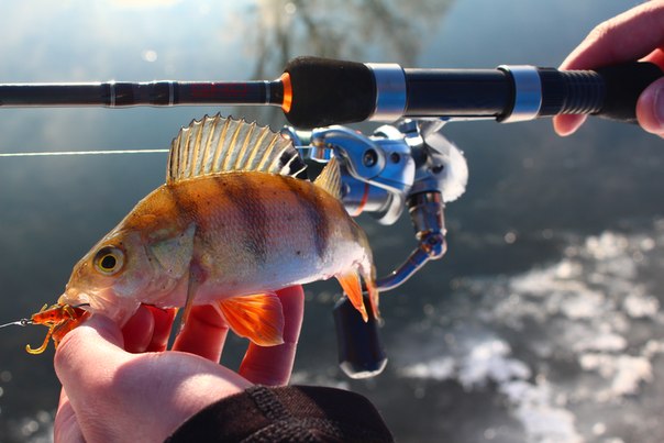 Файл:Окунь пойманный на спиннинг.jpg